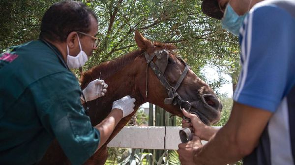 Foto: Kuda-kuda Wisata di Maroko Terancam Mati Kelaparan
