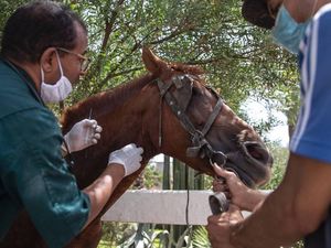Sektor Pariwisata Kolaps, Kuda-kuda di Maroko Kelaparan