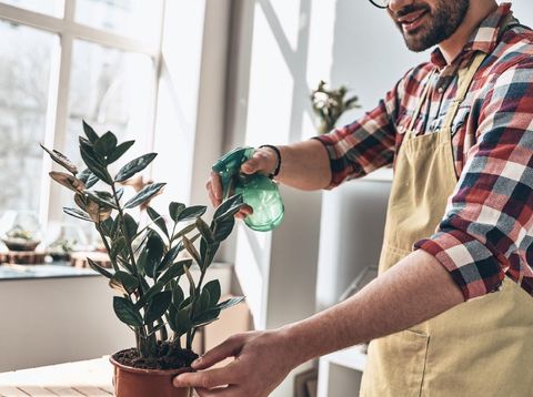 Young man taking good care of indoors plant. Indoors gardening concept.