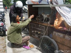 Kisah Tukang Rongsok Rawat Kucing Jalanan yang Sakit di Yogya