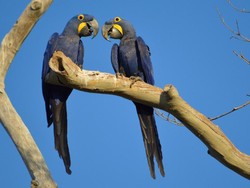 Kebakaran Hutan Menghancurkan Habitat Burung Paling Langka di Dunia