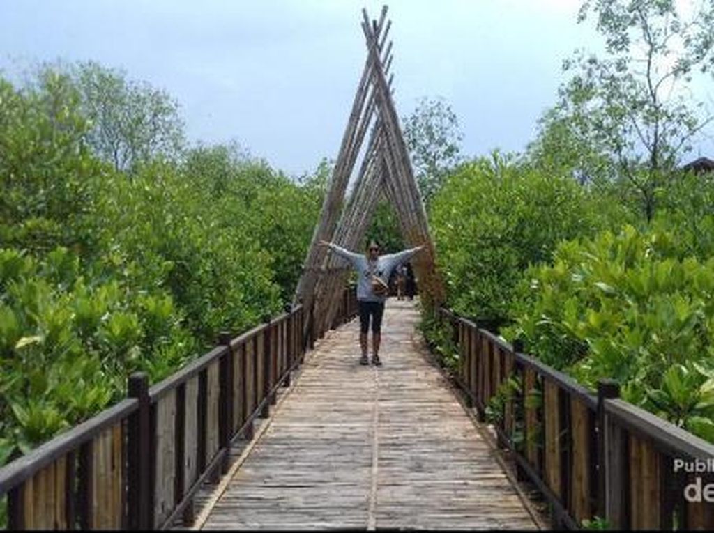 Hutan Mangrove Wonorejo, Sudut Adem di Surabaya Hutan Mangrove Wonorejo, Sudut Adem di Surabaya