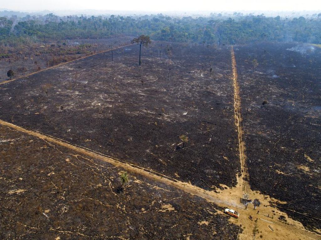 Hutan Hujan Amazon Kehilangan 13 Ribu Kilometer Persegi dalam 1 Tahun