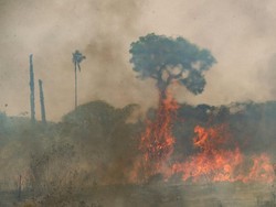 Kebakaran Hutan di Argentina Cepat Meluas