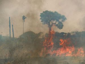 Bahaya Nyata Perubahan Iklim di Hutan Amazon Bahaya Nyata Perubahan Iklim di Hutan Amazon