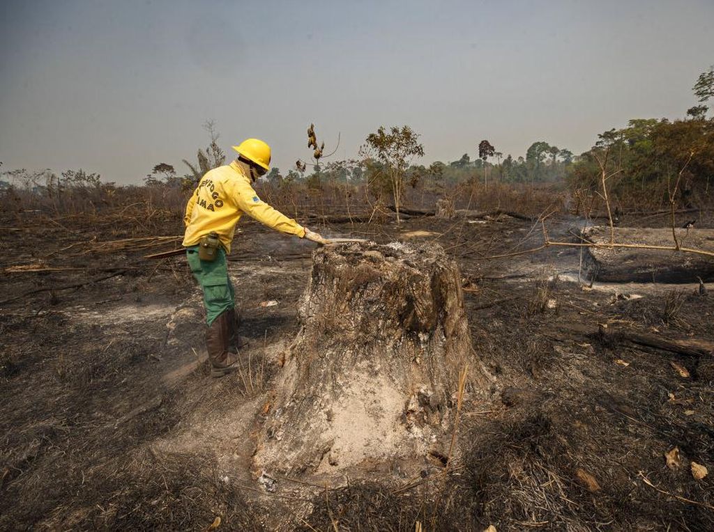 Upaya 20 Tahun Mengembalikan Hutan yang Hilang di Brasil