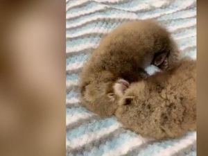 Panda Merah yang Terancam Punah Lahir di Kebun Binatang Pennsylvania