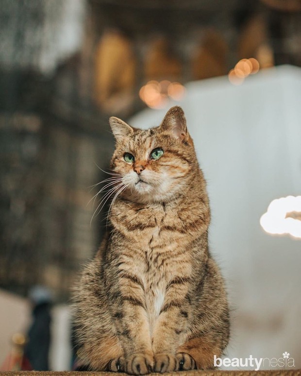 kucing resmi milik badan negara hagia sophia