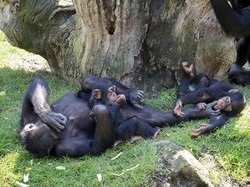 Ternyata Simpanse Saling Menyapa dan Ucap Selamat Tinggal seperti Manusia