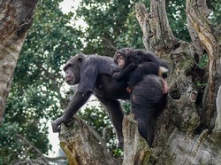 Simpanse Mengobati Penyakitnya dengan Mengonsumsi Tanaman Hutan, Pakai Tumbuhan Ini