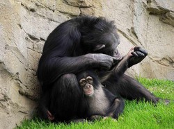 Hewan Juga Mengalami Masa Puber Seperti Manusia, Bagaimana Perilakunya?