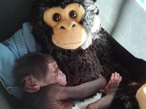 Foto: Bayi Simpanse yang Diterlantarkan Induknya