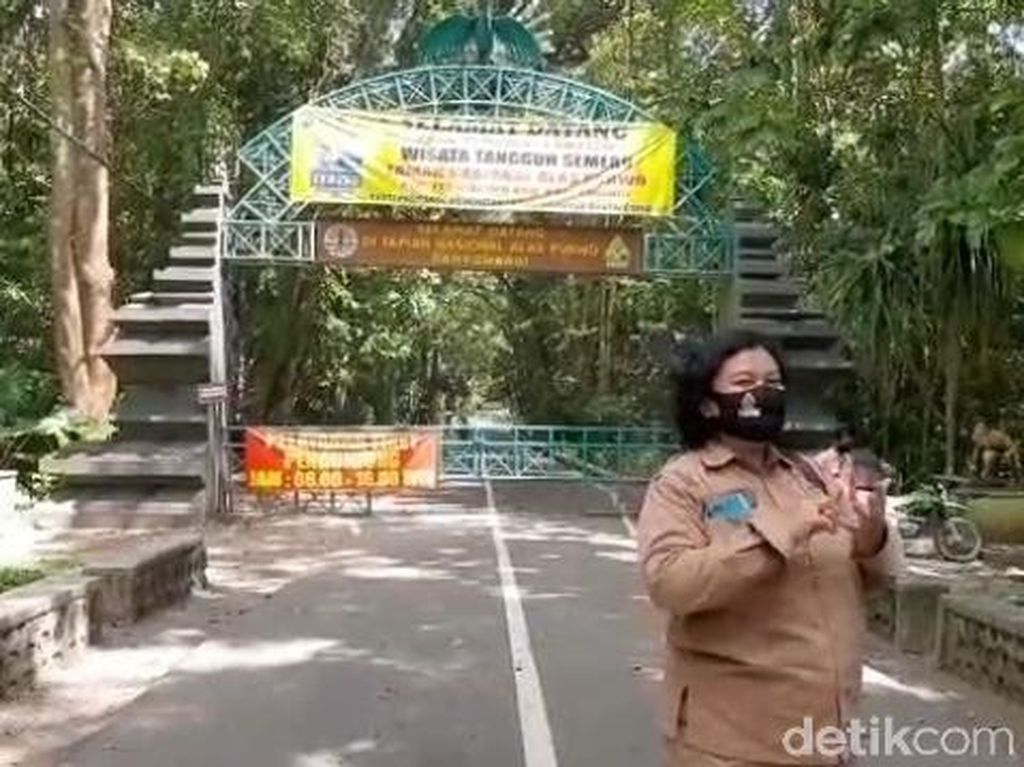 Alas Purwo Ditutup Sementara Karena COVID-19, Petapa Suroan Balik Kanan Alas Purwo Ditutup Sementara Karena COVID-19, Petapa Suroan Balik Kanan