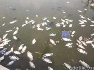Ikan-ikan Situ Rawa Besar Depok Mendadak Mati, Diduga karena Limbah Sampah Ikan-ikan Situ Rawa Besar Depok Mendadak Mati, Diduga karena Limbah Sampah