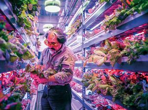 Mengintip Kerennya  Kebun Vertikal yang Sedang Ngetren di Dubai