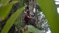 Potret Petani Air Nira di Kabupaten Garut