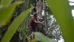 Potret Petani Air Nira di Kabupaten Garut