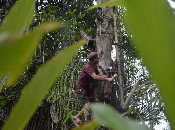 Potret Petani Air Nira di Kabupaten Garut