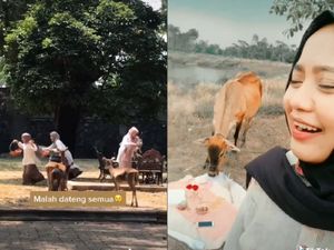 Kocak! Pengalaman Piknik Aesthetic yang Diganggu Sapi dan Rusa