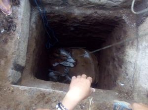 Sapi di Situbondo Jatuh ke Septic Tank Usai Jalan Mundur