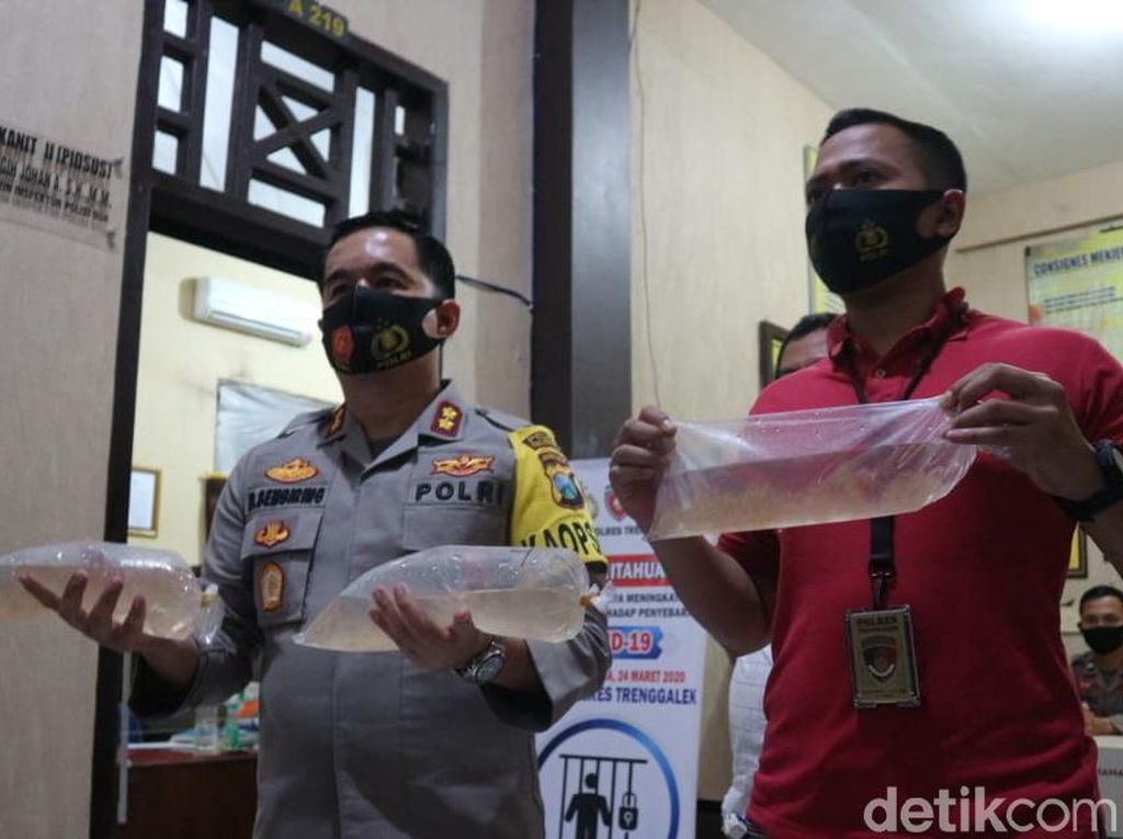 Pengepul Baby Lobster Tujuan Ekspor Ditangkap di Trenggalek Pengepul Baby Lobster Tujuan Ekspor Ditangkap di Trenggalek