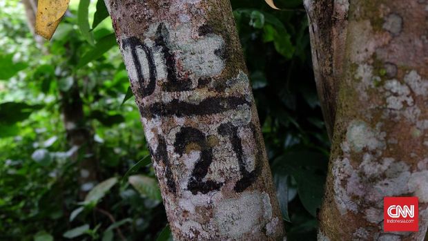 Tagging penelitian di tegakan Gyrinops rosbergii, pohon penghasil gaharu di lahan milik Gunawan di  Modayag. Kabupaten Boltim, Sulawesi Utara.