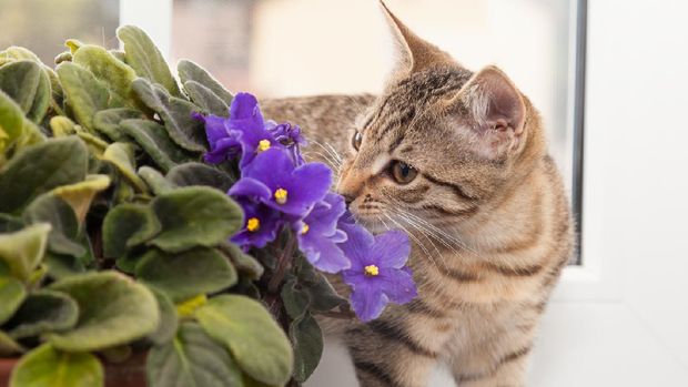 tabby kitten sniffling at african violet flower