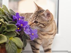 Sudah Diperiksa, Pria Diduga Aniaya Kucing di Serpong Ngaku Emosi