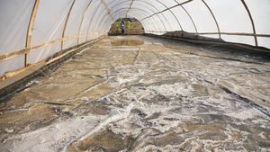 Intip Lahan Pertanian Garam Sistem Tunnel