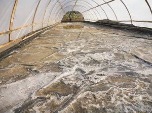 Intip Lahan Pertanian Garam Sistem Tunnel