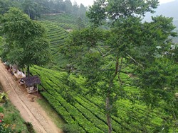 Satpol PP Bogor Bubarkan Kerumunan 100 Pemotor di Kebun Teh Puncak
