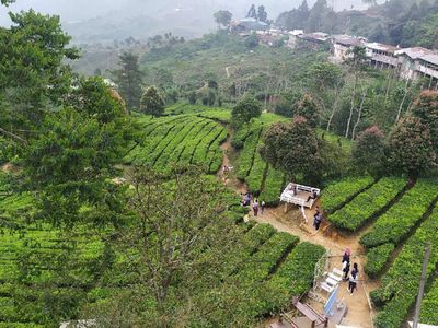 Deretan Foto Kebun Teh Gunung Mas yang Instagrammable