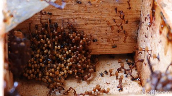 Keren, RW di Kota Bandung Ini Budidaya Lebah Trigona