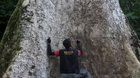 Pohon Terbesar di Kabupaten Agam Berusia 560 Tahun
