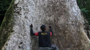 Pohon Terbesar di Kabupaten Agam Berusia 560 Tahun