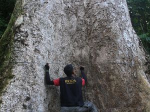Pohon Terbesar di Kabupaten Agam Berusia 560 Tahun