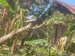 Angin Kencang Tumbangkan Sejumlah Pohon di Klaten