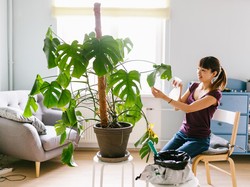 Ini 6 Jenis Tanaman Hias Indoor, Hati-hati Ada yang Beracun