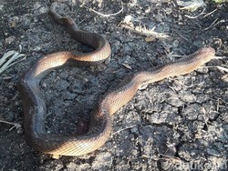 Sebelum Bunuh Kobra Makan Ayam, Warga Lamongan Matikan 7 Ekor Ular Lain