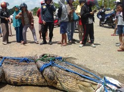 Mangsa Warga Saat Buang Air, Buaya 5 Meter di Mamuju Tengah Ditangkap