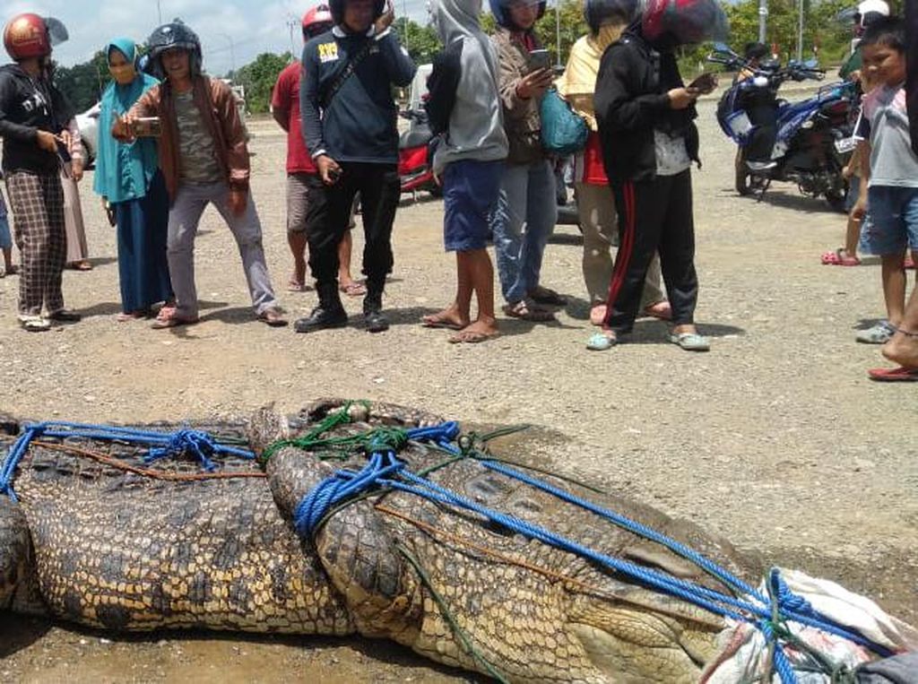 Mangsa Warga Saat Buang Air, Buaya 5 Meter di Mamuju Tengah Ditangkap Mangsa Warga Saat Buang Air, Buaya 5 Meter di Mamuju Tengah Ditangkap