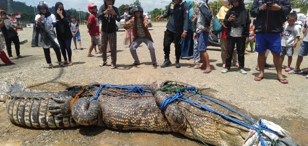 Buaya di Mamuju Tengah ditangkap warga (dok. Istimewa). Buaya di Mamuju Tengah ditangkap warga (dok. Istimewa).