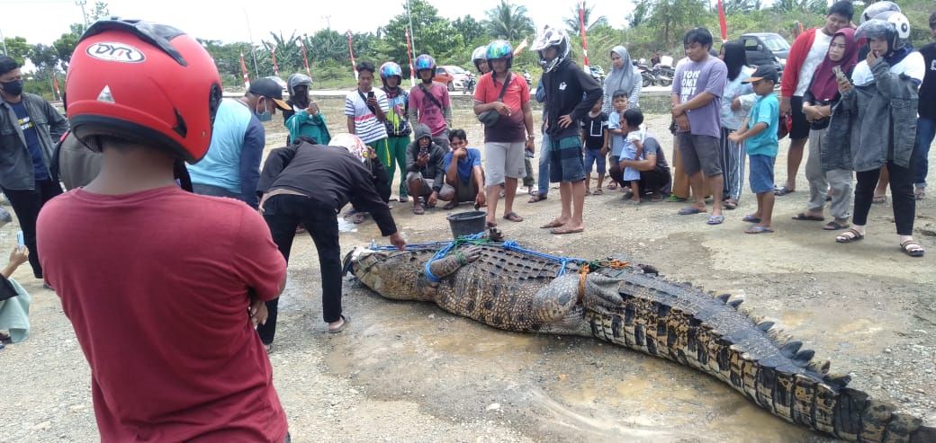 Buaya di Mamuju Tengah ditangkap warga (dok. Istimewa). Buaya di Mamuju Tengah ditangkap warga (dok. Istimewa).