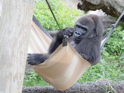 Sedang Hamil, Gorila Pertama di Kebun Binatang Ini Banjir Hadiah
