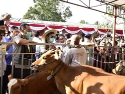 Mentan Ajak Gubernur NTB Bikin 1.000 Desa Sapi