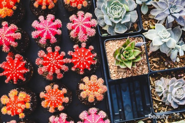 manfaat kaktus dalam ruangan/pixabay.com/ manfaat kaktus di dalam ruangan, sebagai dekorasi