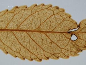 Fosil Dedaunan Berusia 23 Juta Tahun Ditemukan di Selandia Baru