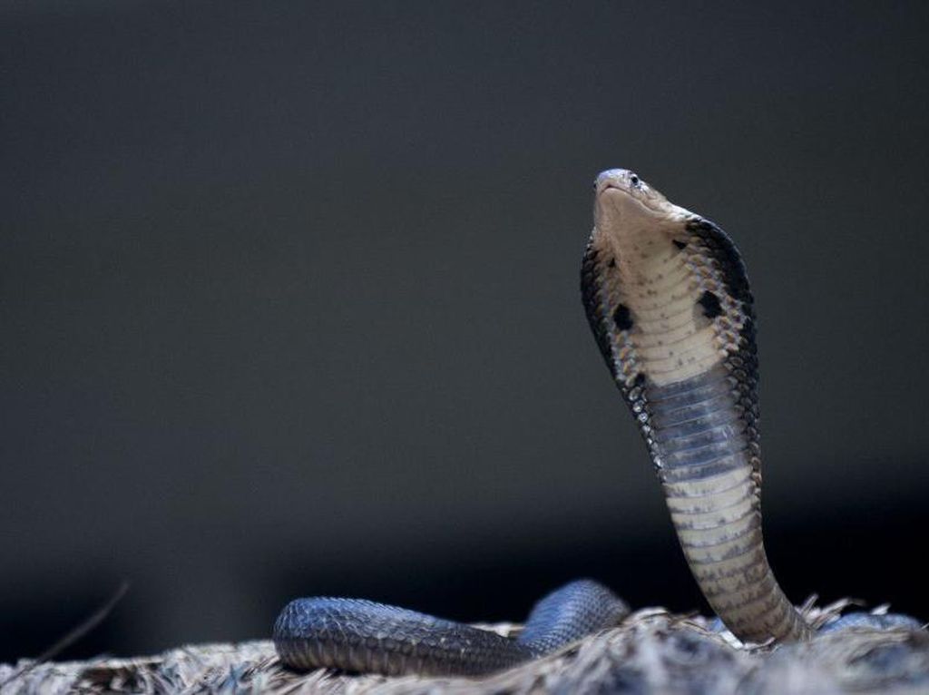 Tak Bisa Jualan Daging Tikus dan Ular, Peternak di China Bangkrut Tak Bisa Jualan Daging Tikus dan Ular, Peternak di China Bangkrut