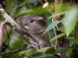 Krisis Ekonomi Akibat COVID-19, Warga di Myanmar Makan Tikus