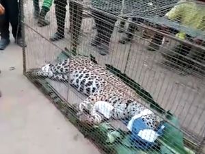 Seekor Jaguar Dievakuasi dari Kebakaran Hutan di Brasil